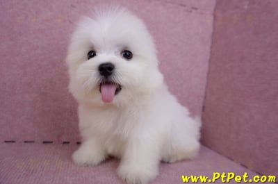 07/26迷你型馬爾濟斯公幼犬1號(台北大同)9