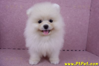 06/23迷你型松鼠白博美公幼犬(新北板橋)1