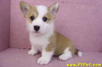 11/30雙色柯基犬公幼犬2號10