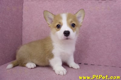 08/03雙色柯基犬母幼犬2號(屏東長治)5