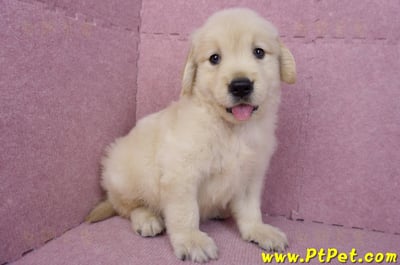 07/18黃金獵犬公幼犬3號(桃園中壢)7