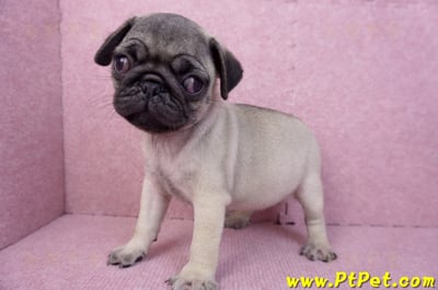 07/09巴哥母幼犬(新竹竹北)7