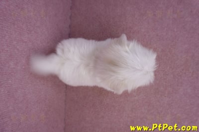 06/26迷你型馬爾濟斯公幼犬1號(台北南港)12