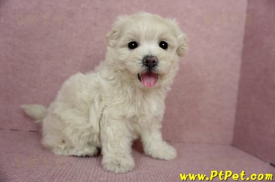 03/31奶油色馬爾泰迪母幼犬3號(屏東恆春)7