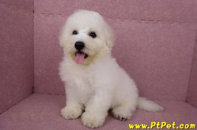 05/20比熊犬公幼犬(新北林口)13