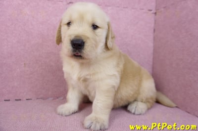 01/10黃金獵犬公幼犬1號7