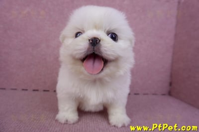 10/31北京狗母幼犬(新北新莊)1