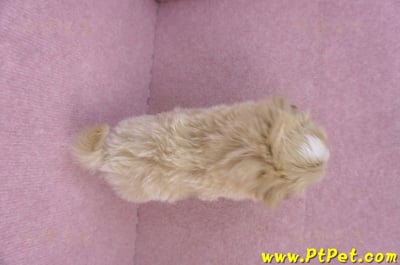 10/13馬爾泰迪公幼犬(桃園楊梅)13