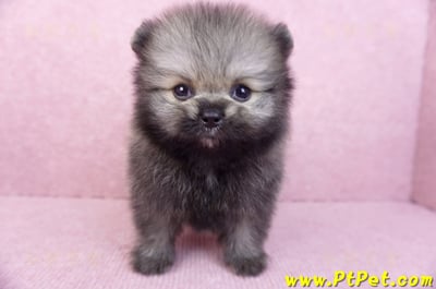 07/23迷你型松鼠棕博美公幼犬(桃園龍潭)1