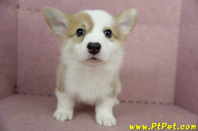 05/09雙色柯基犬母幼犬3號(台北北投)2