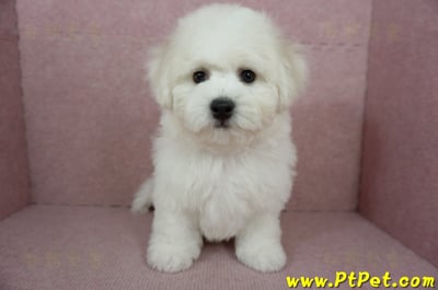 12/01比熊犬公幼犬(屏東市)7