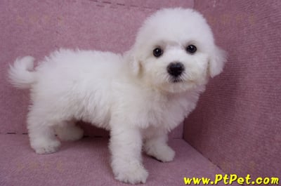 07/22比熊犬母幼犬2號(屏東新園)4