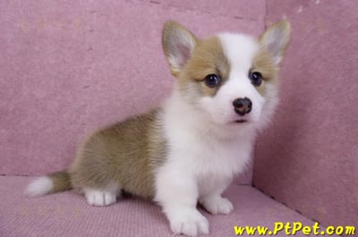 08/03雙色柯基犬公幼犬2號(屏東萬丹)10