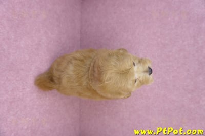 06/14馬爾泰迪母幼犬(高雄苓雅)13