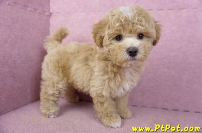 02/18泰迪比熊母幼犬(屏東市)7