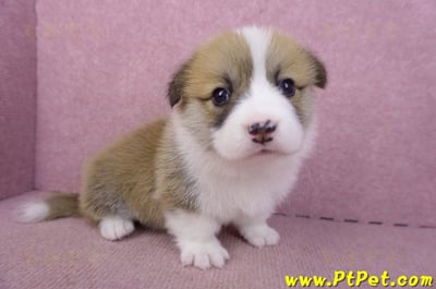 03/14雙色柯基犬母幼犬1號5