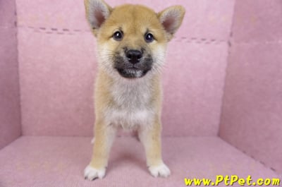 06/15赤色柴犬公幼犬(屏東市)1