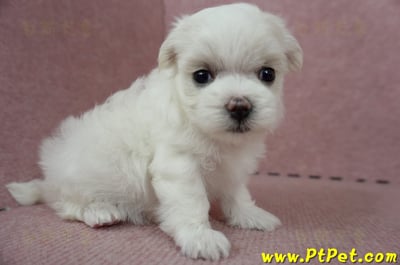 05/28迷你型馬爾濟斯母幼犬(屏東長治)3