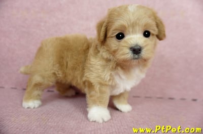 04/23奶油色馬爾泰迪公幼犬1號(新北蘆洲)4