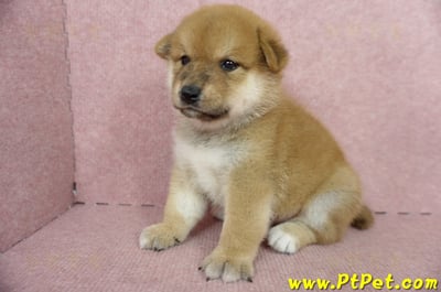 05/11赤色柴犬公幼犬2號(新北三重)5