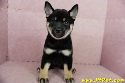 05/14黑色柴犬母幼犬4號(高雄楠梓)2