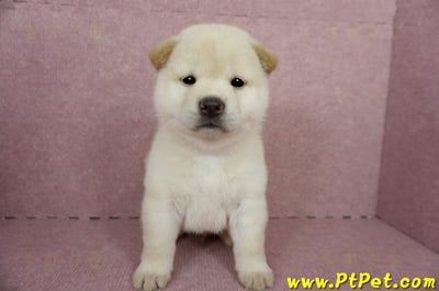 04/26白色柴犬公幼犬(屏東內埔)3