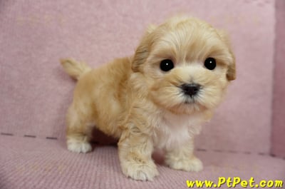 03/21奶油色馬爾泰迪母幼犬3號(高雄鼓山)4