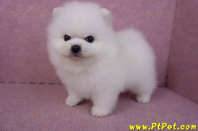 10/11松鼠白博美公幼犬1號(新北三重)8