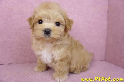 11/23馬爾泰迪公幼犬3號11