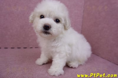 04/22比熊犬公幼犬4號13