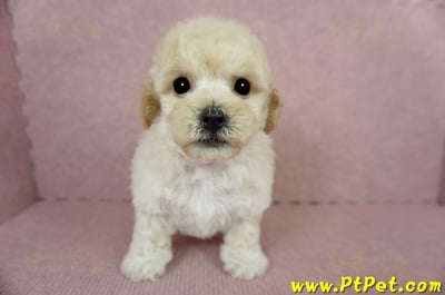 03/12泰迪比熊公幼犬(高雄鳳山)2