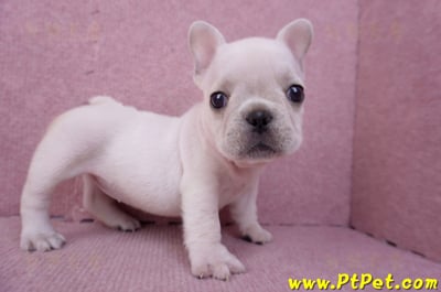 07/25奶油色法國鬥牛母幼犬3號(屏東內埔)8