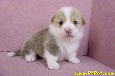 11/05雙色柯基犬公幼犬2號(桃園平鎮)3