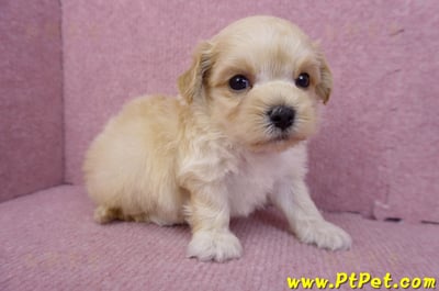 08/02奶油色馬爾泰迪公幼犬1號(花蓮吉安)1