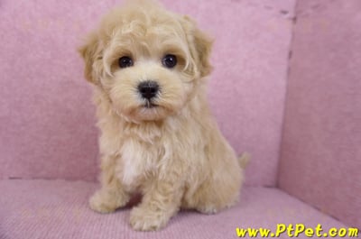 11/23馬爾泰迪母幼犬1號(新北永和)10