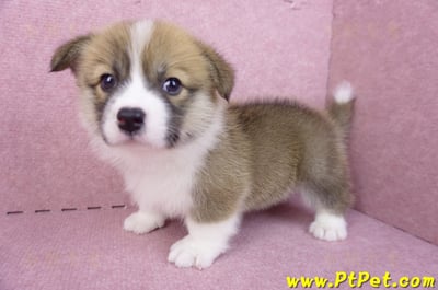 03/14雙色柯基犬母幼犬(新竹市)11