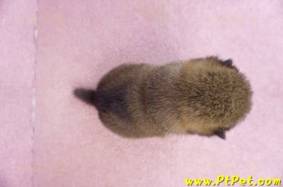 02/05赤色柴犬母幼犬2號7