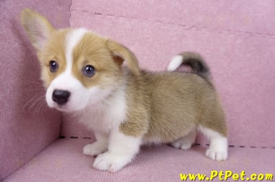 10/10雙色柯基犬母幼犬1號(宜蘭市)13