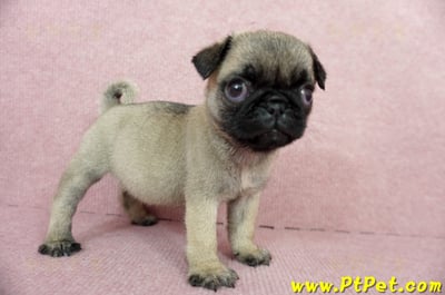 04/02巴哥母幼犬(高雄鼓山)6