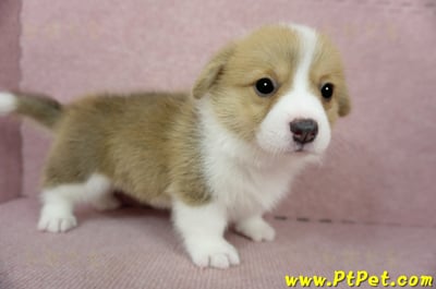 02/09雙色柯基犬母幼犬2號(桃園龍潭)3