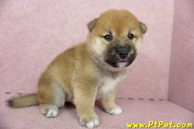 05/11赤色柴犬母幼犬2號(台南南區)4