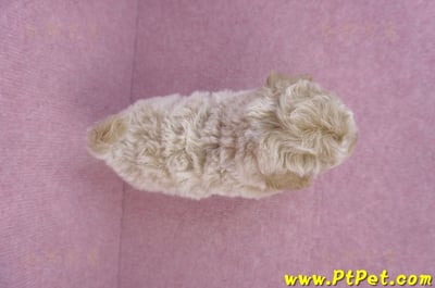 09/23泰迪比熊公幼犬(苗栗苑裡)11