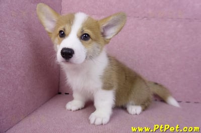 10/10雙色柯基犬母幼犬(高雄大寮)12