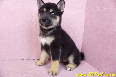 07/05黑色柴犬母幼犬2號(台北中山)9