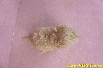 02/18泰迪比熊母幼犬2號7