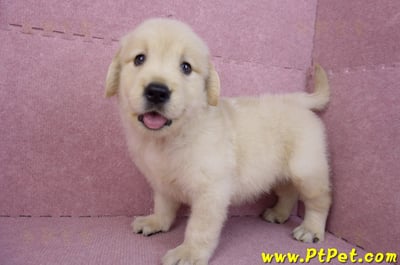 07/18黃金獵犬公幼犬3號(桃園中壢)5