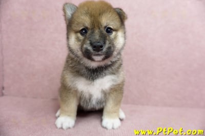 06/09赤色柴犬母幼犬(台北文山)1