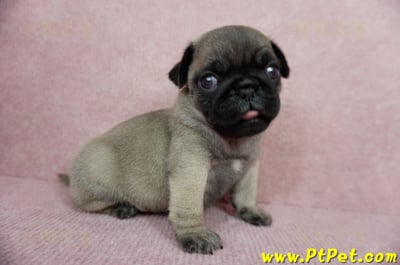 04/02巴哥公幼犬2號(台中外埔)5