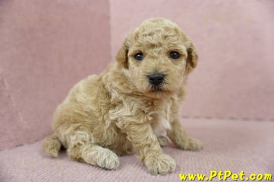 03/12泰迪比熊母幼犬1號(高雄三民)3