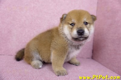 10/06赤色柴犬公幼犬2號(台南仁德)4